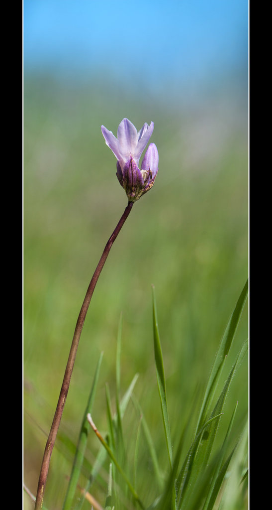 Common Brodiaea: The 54th Flower of Spring!