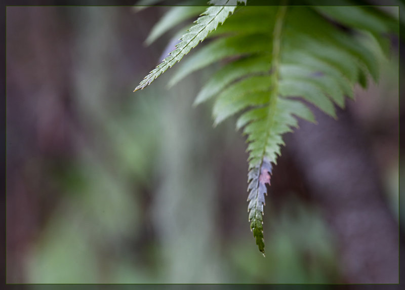 Fern Tips