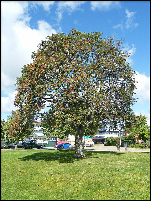 tree at Manzil Way