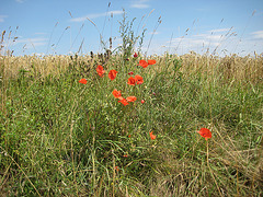 Am Weg nach Alsleben