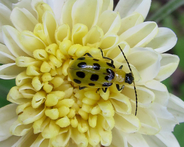 Spotted Cucumber Beetle on Chrysanthemum