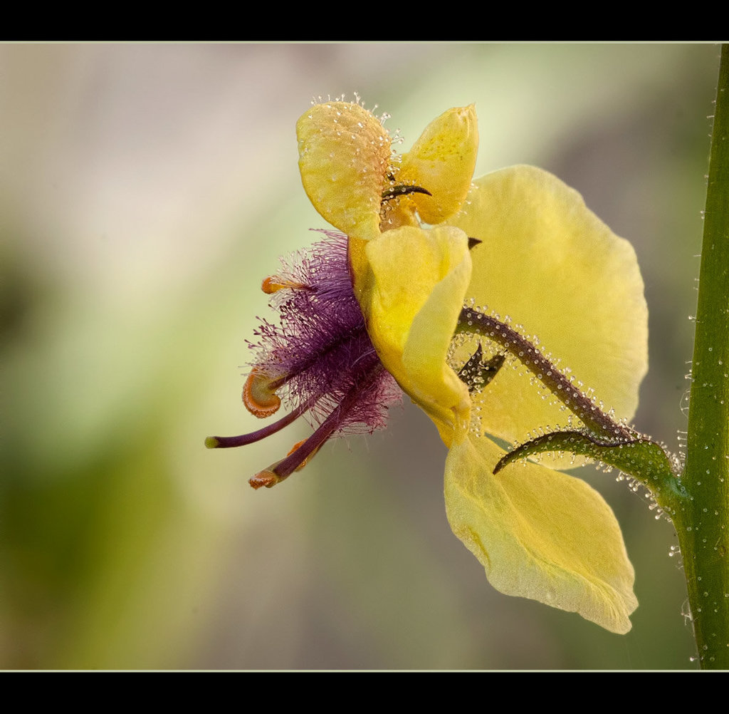 Glistening Resin Droplets on Moth Mullein