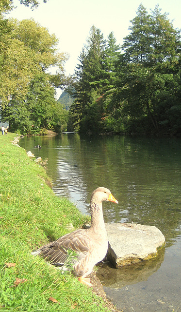 Graugans an der Sattnitz