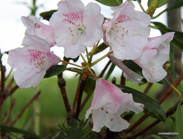 May flowers out today- series