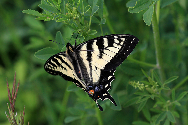 Canadian Tiger Swallowtail