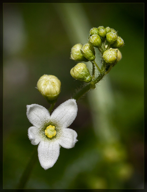 Western Wild Cucumber: The 55th Flower of Spring & Summer!