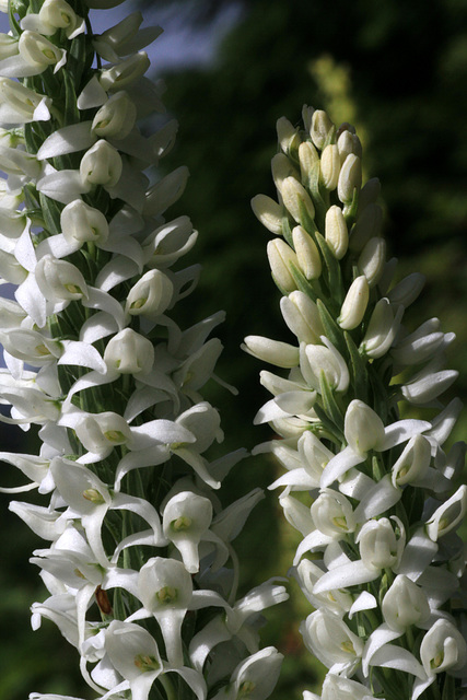 Bog Candles