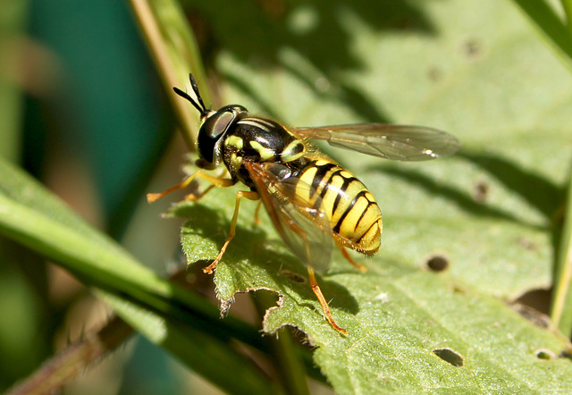 Hoverfly