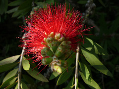 Red flower