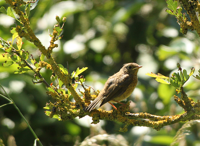 Young Robin