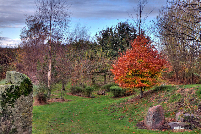 Beech changing colour with hebe and willow shelter behind Beech changing colour with hebe and willow shelter behind