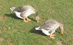 Graugänse an der Sattnitz