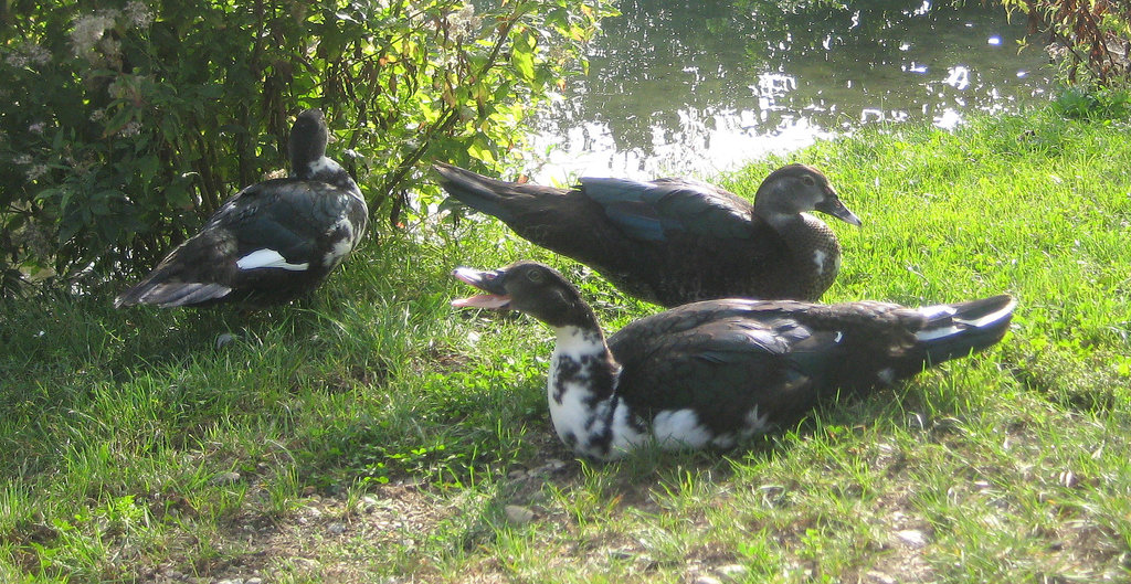 An der Sattnitz