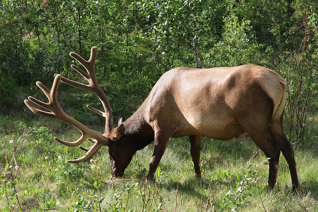 Wapiti