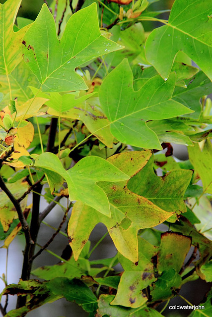 Tulip tree - nine years old When will it flower 5080786909 o
