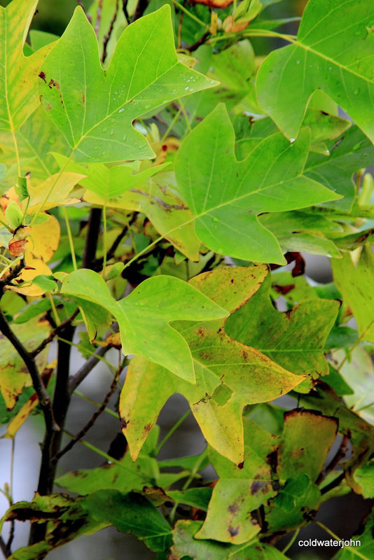 Tulip tree - nine years old When will it flower 5080786909 o