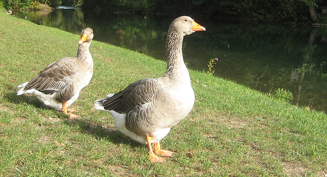 Graugänse an der Sattnitz