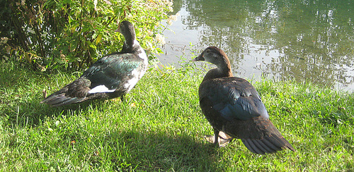 An der Sattnitz