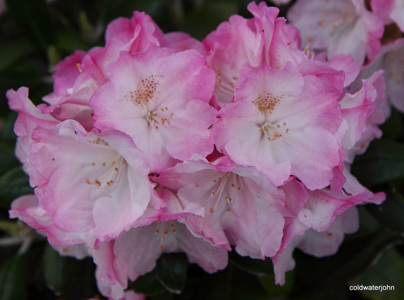 May flowers out today - series
