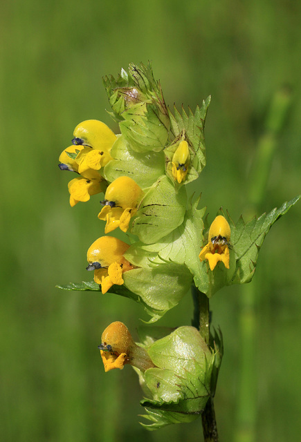 Yellow Rattle (Rhinanthus minor)