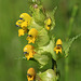 Yellow Rattle (Rhinanthus minor)