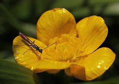 Reed Stem Borer