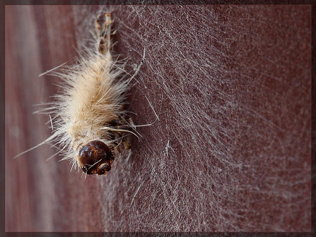 Caterpiller Mummy