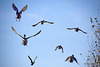 Mallards in flight