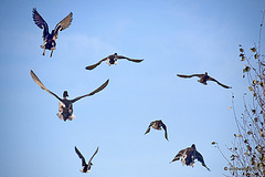 Mallards in flight