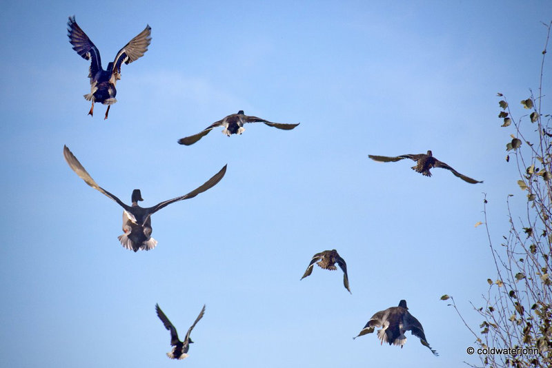 Mallards in flight