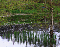 Young irises and Spring silver birch leaves by the pond
