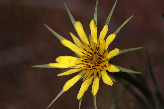 Yellow Salsify (Tragopogon dubius)