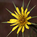 Yellow Salsify (Tragopogon dubius)