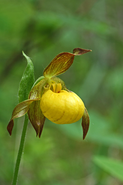 Large Yellow Lady's Slipper (Cypripedium parviflorum var. pubescens)