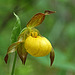 Large Yellow Lady's Slipper (Cypripedium parviflorum var. pubescens)