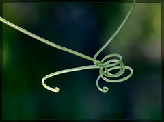 Tendrils