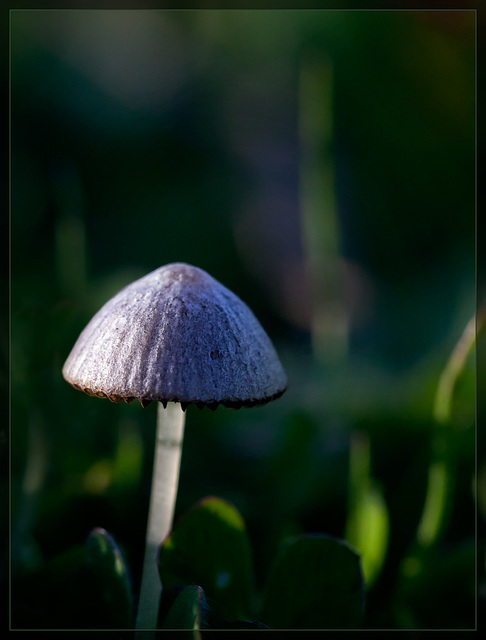 Enchanting Mushroom