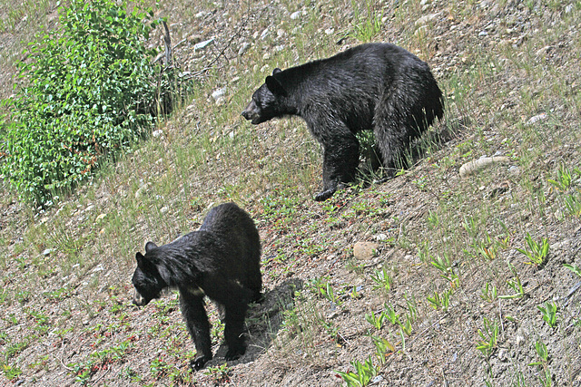 Female Black Bear and Cub