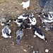 muscovy ducklings at 7 weeks