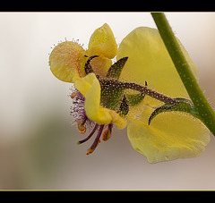 Moth Mullein: The 158th Flower of Spring & Summer!