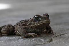 Western Toad