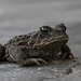 Western Toad