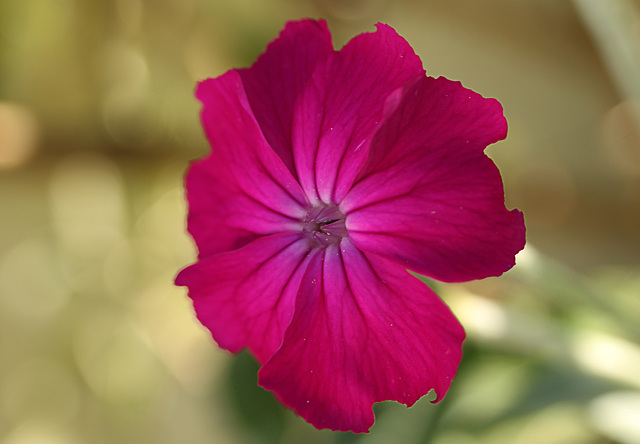 Patio Life: Rose Campion