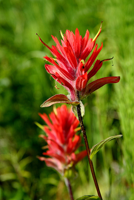 Slender Paintbrush (Castilleja miniata)