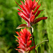 Slender Paintbrush (Castilleja miniata)