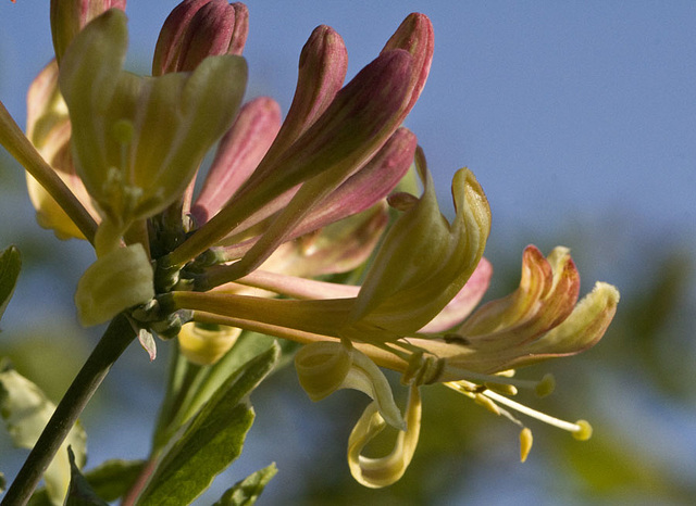 honeysuckle on blue