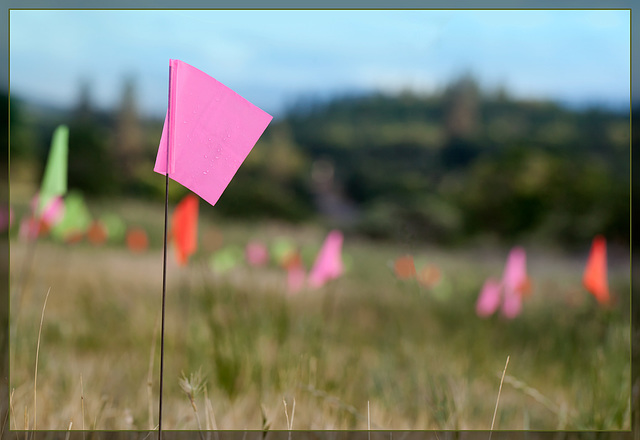 Pink Steelstem Vinola: the 52nd Flower of Spring! NOT! (And an Update!)