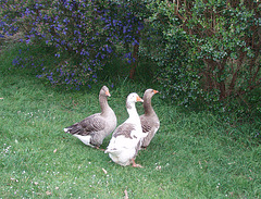our new geese