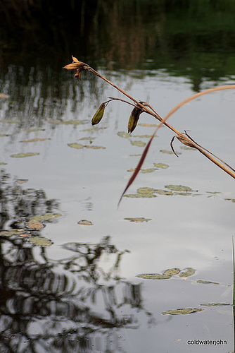 Iris seed pods...