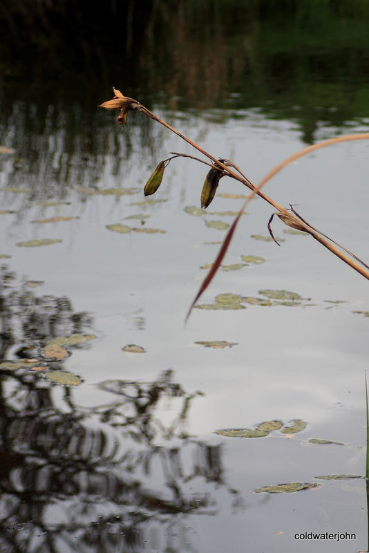 Iris seed pods...